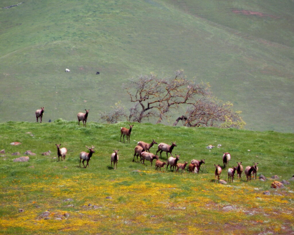 Elk and oak trees. Credit: Stu Weiss