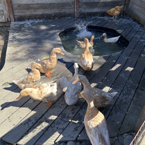 ducks