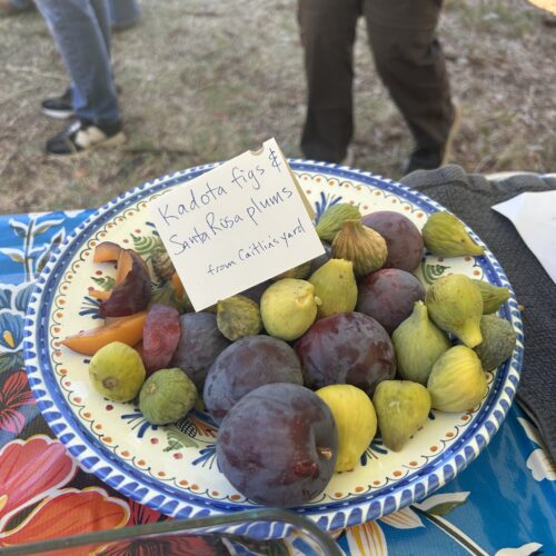 figs
